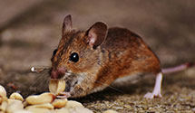 24 Hour & Emergency Exterminators in Shannon, NC